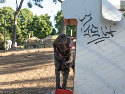 A Parco 2 Giugno i padroni possono riposarsi su lunghe panchine in legno e i cani dissetarsi grazie a utilissimi abbeveratoi con acqua temporizzata